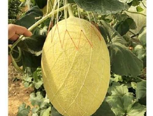 哈密瓜说明文400字作文