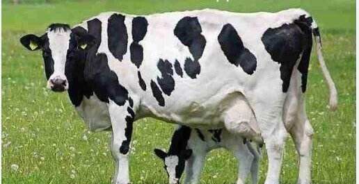 奶牛分公母公牛产奶,奶牛是不是公母都产奶图2