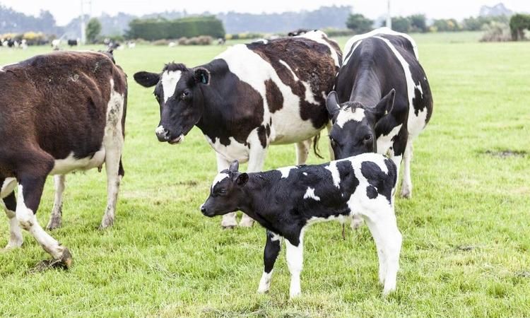 奶牛是不是公母都产奶