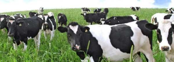 奶牛分公母公牛产奶,奶牛是不是公母都产奶图3