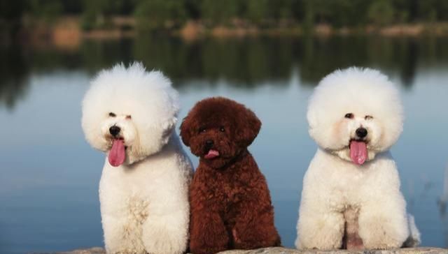 比熊犬和泰迪的区别