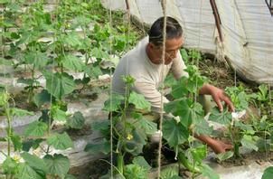 黄瓜的种植方法和管理技术