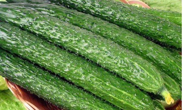 黄瓜栽培技术和管理方法,黄瓜的种植方法和管理技术图4