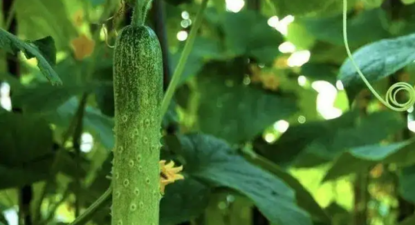 黄瓜栽培技术和管理方法,黄瓜的种植方法和管理技术图2