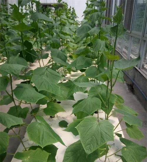黄瓜的种植与管理