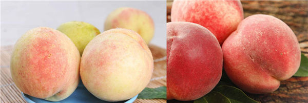 山桃和毛桃的区别图片