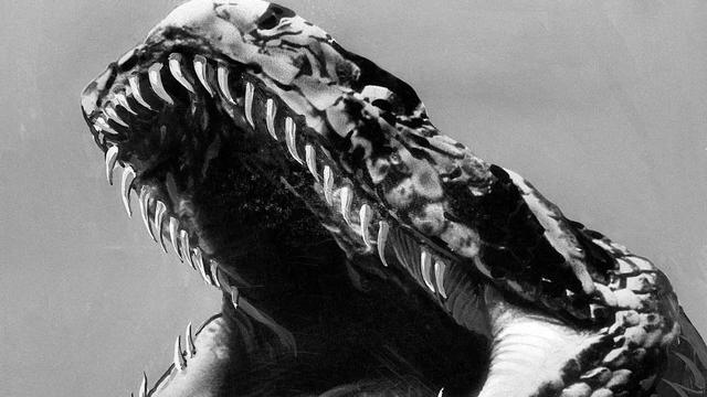 水蟒的繁殖(水蟒习性狩猎和饮食)(4)