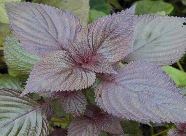 五香卤水香料配方,五香卤料都有哪些香料品牌图17