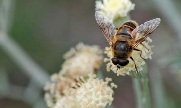 什么动物会冬眠,冬眠的动物有哪些图14