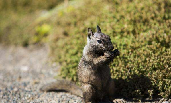 什么动物会冬眠,冬眠的动物有哪些图5