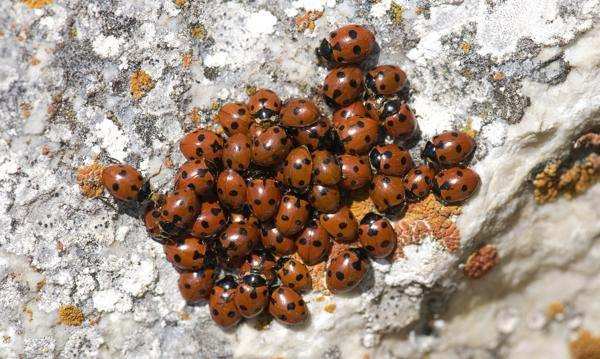 什么动物会冬眠,冬眠的动物有哪些图13