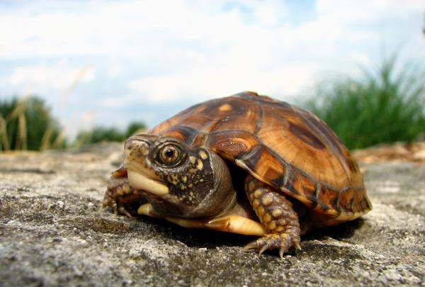 什么动物会冬眠,冬眠的动物有哪些图11