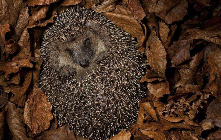 什么动物会冬眠,冬眠的动物有哪些