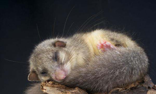 什么动物会冬眠,冬眠的动物有哪些图6