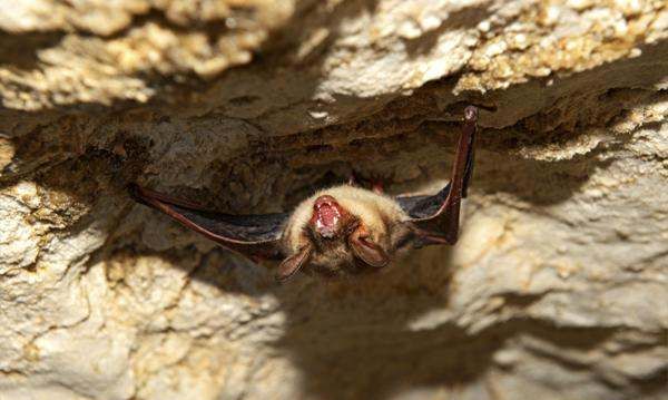 什么动物会冬眠,冬眠的动物有哪些图2