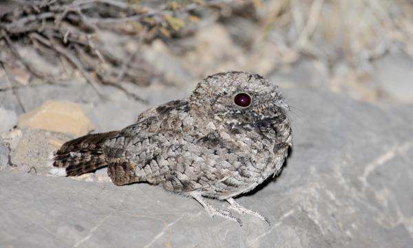 什么动物会冬眠,冬眠的动物有哪些图15