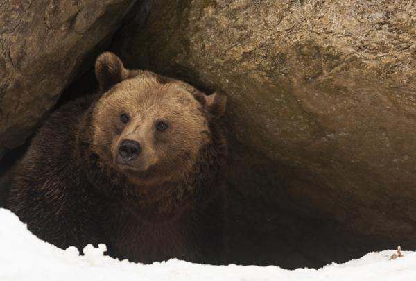什么动物会冬眠,冬眠的动物有哪些图4