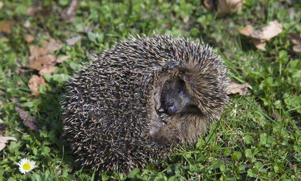 什么动物会冬眠,冬眠的动物有哪些图3