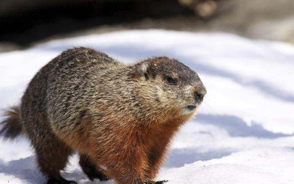 什么动物会冬眠,冬眠的动物有哪些图7