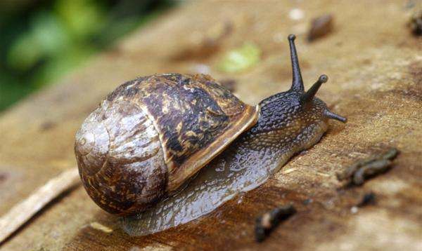 什么动物会冬眠,冬眠的动物有哪些图9