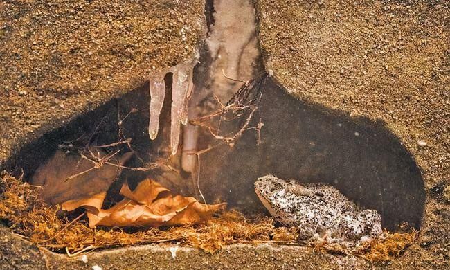 什么动物会冬眠