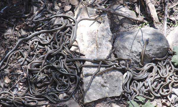 什么动物会冬眠,冬眠的动物有哪些图10