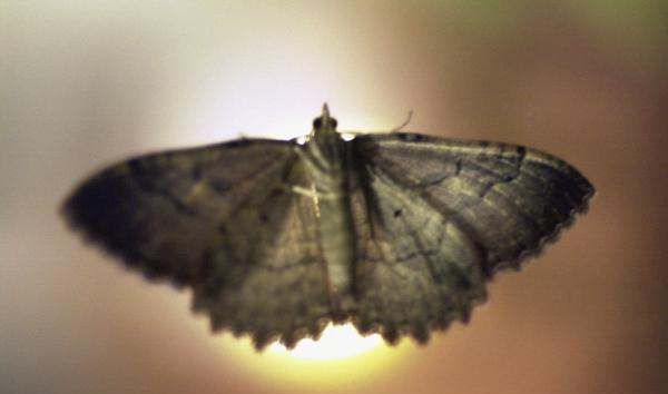 什么动物会冬眠,冬眠的动物有哪些图12