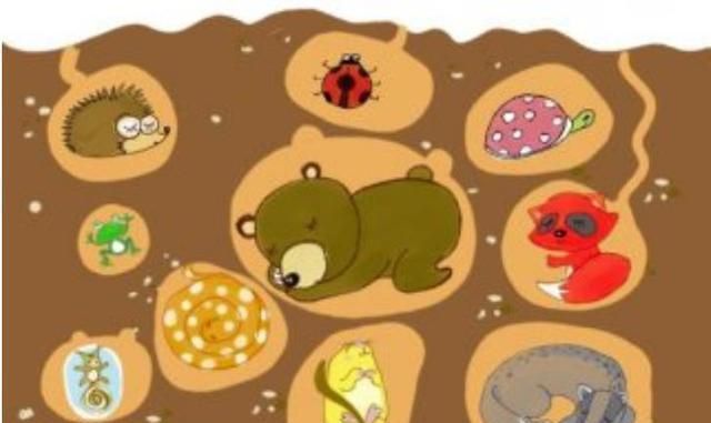 会冬眠的动物有哪些