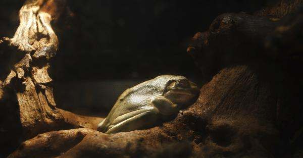 什么动物会冬眠,冬眠的动物有哪些图8