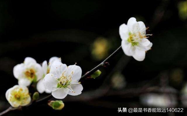 关于杏花的诗句50首(苏先生读诗50首杏花诗词)(4)