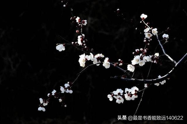 关于杏花的诗句50首(苏先生读诗50首杏花诗词)(5)