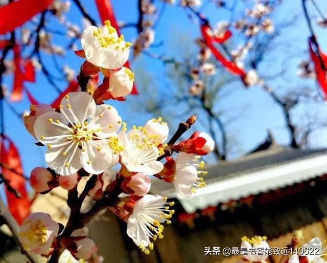 关于杏花的诗句50首(苏先生读诗50首杏花诗词)(7)