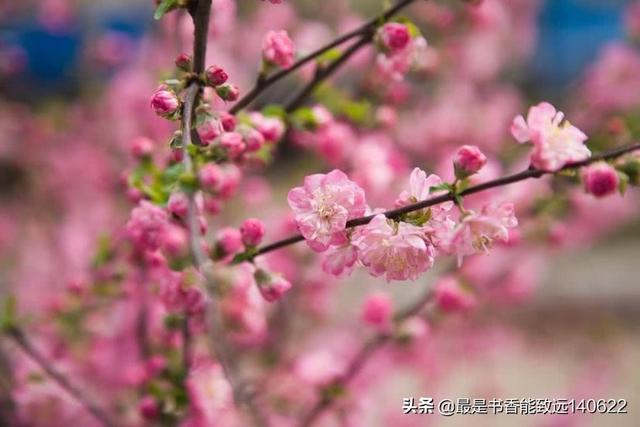 关于杏花的诗句50首(苏先生读诗50首杏花诗词)(6)
