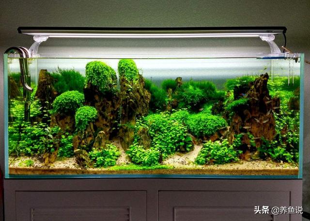 水草缸怎么养才干净（这有套简单粗暴的鱼缸水草缸开缸教学）(2)