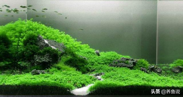 水草缸怎么养才干净（这有套简单粗暴的鱼缸水草缸开缸教学）(1)