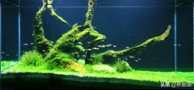 水草缸怎么养才干净（这有套简单粗暴的鱼缸水草缸开缸教学）(3)