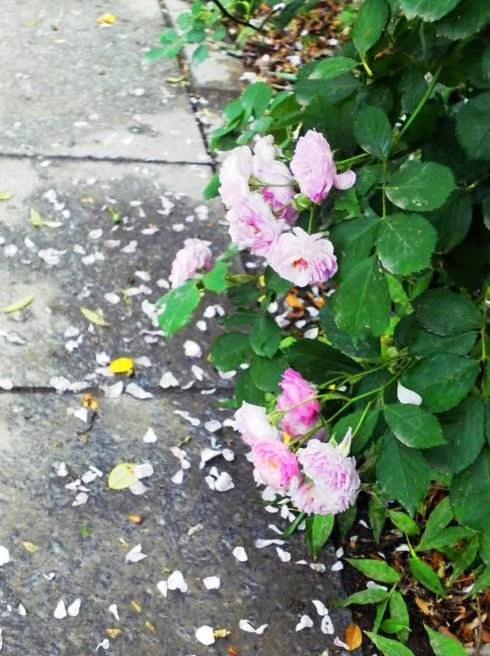 欲将我心向明月奈何明月照沟渠（明月奈何向沟渠）(8)