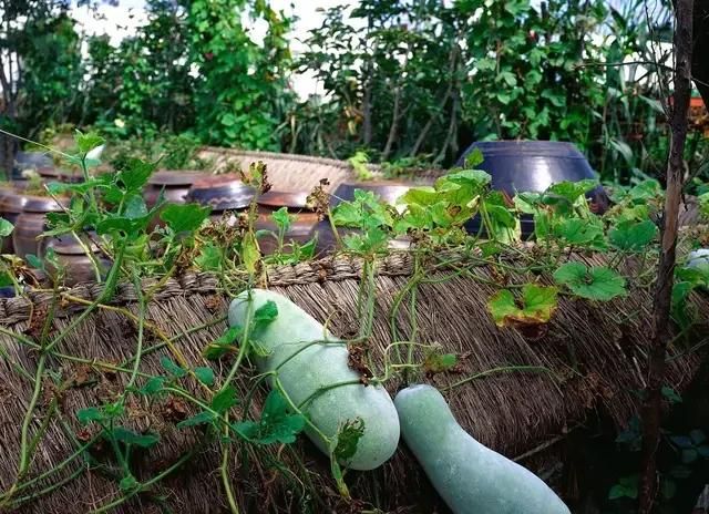 几号立秋，北京2021年哪天立秋几号立秋？图5