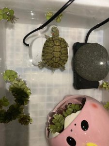 ​养乌龟冬天该怎么办（乌龟冬天养法）