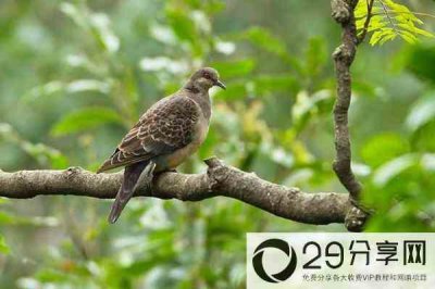 ​斑鸠怎么方法养殖（斑鸠如何养殖）