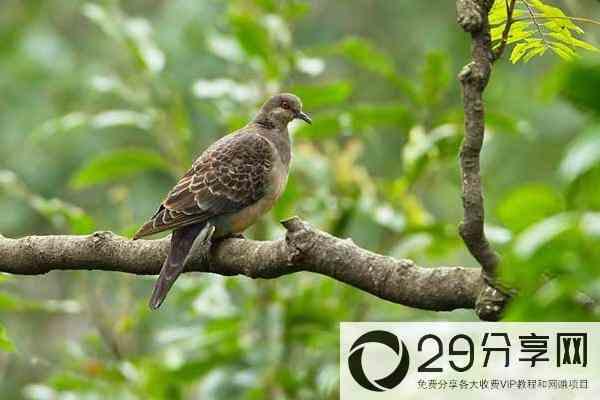 斑鸠怎么方法养殖（斑鸠如何养殖）