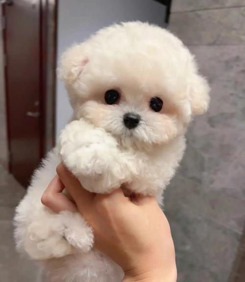 比熊新手好养吗（看完比熊的6大缺点）