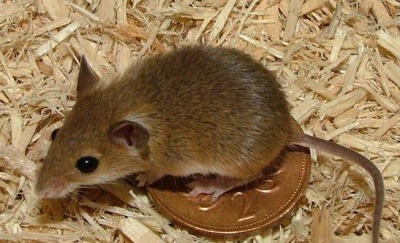 ​老鼠会不会游泳,大雁到底会不会游泳