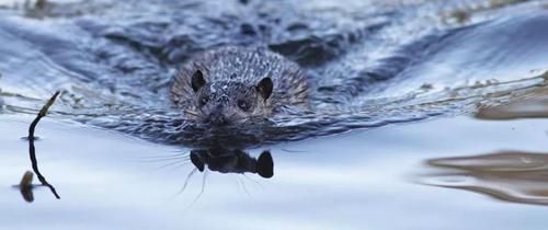 老鼠会不会游泳