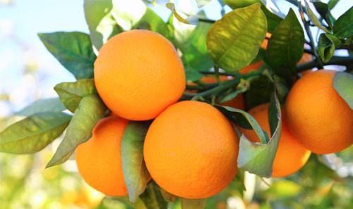 没有熟的脐橙可以吃,脐橙里面的小脐橙能吃吗图4