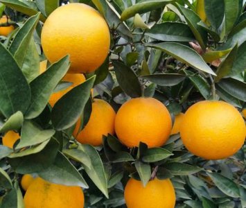 ​没有熟的脐橙可以吃,脐橙里面的小脐橙能吃吗