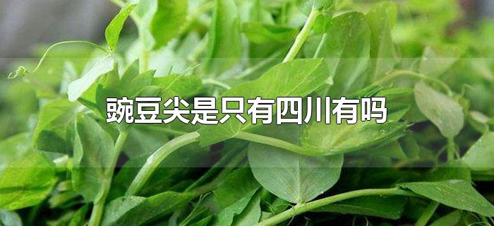 豌豆尖是只有四川有吗