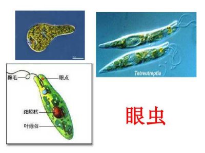 ​眼虫是植物还是动物（眼虫属于什么生物）