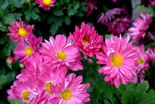 10月3号属什么花