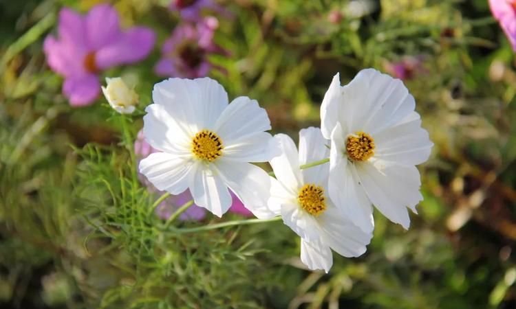 2021年10月10属什么，是什么花